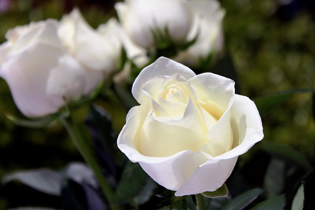 Funeral Assistance
