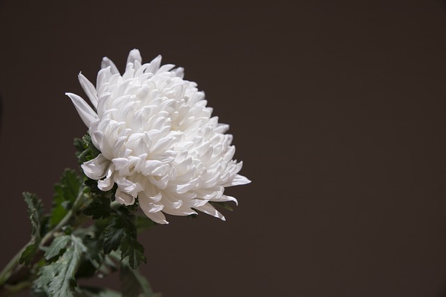 All-Inclusive Funeral Plans