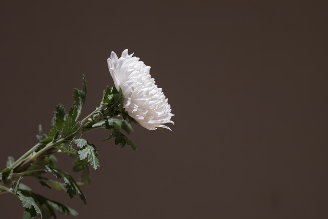Funeral Expense Coverage, Funeral Expense Options, Funeral