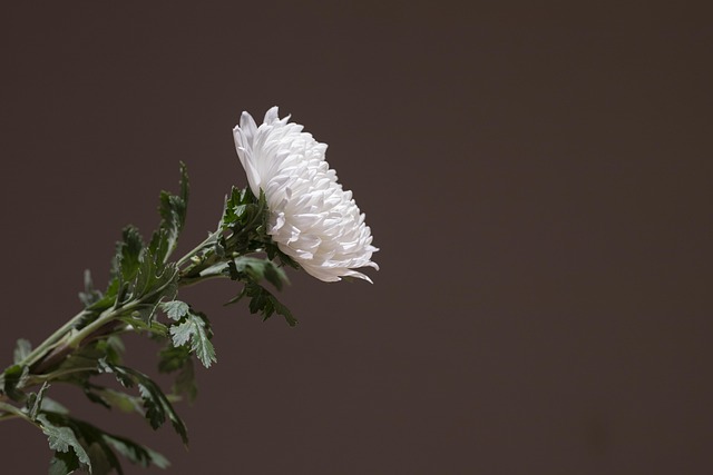 Funeral insurance Quotes