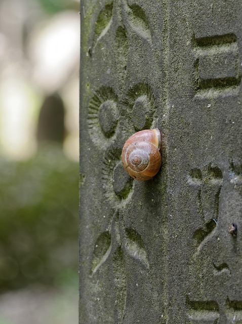 Funeral Assistance