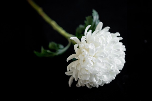 Funeral Expense Coverage, Funeral Expense Options, Funeral