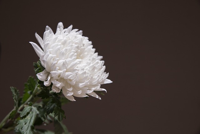 Funeral Insurance Costs