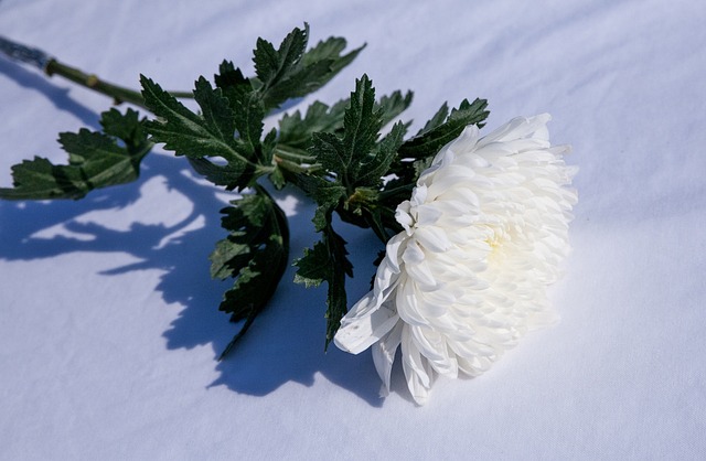 Memorial Service Assistance